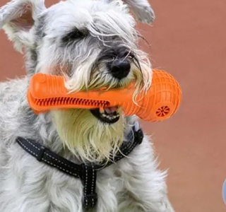 A schnauzer holding the orange Gnawby dental chew in its mouth